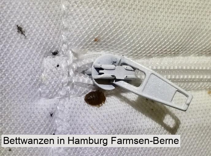 Bettwanzen in Hamburg Farmsen-Berne